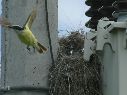 las aves expuestas al ruido del tráfico durante su periodo de incubación y recién salidas del nido sufren secuelas negativas el resto de su vida. EL INFORMADOR / ARCHIVO