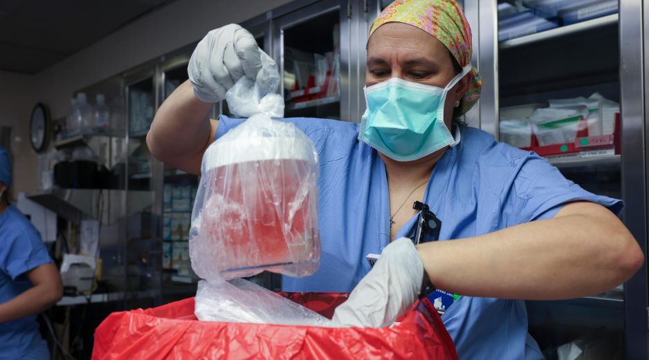 Especialista en prácticas de enfermería, saca el riñón de cerdo de su caja para prepararlo para el trasplante en el Hospital General de Massachusetts, el 16 de marzo de 2024, en Boston. AP/ARCHIVO
