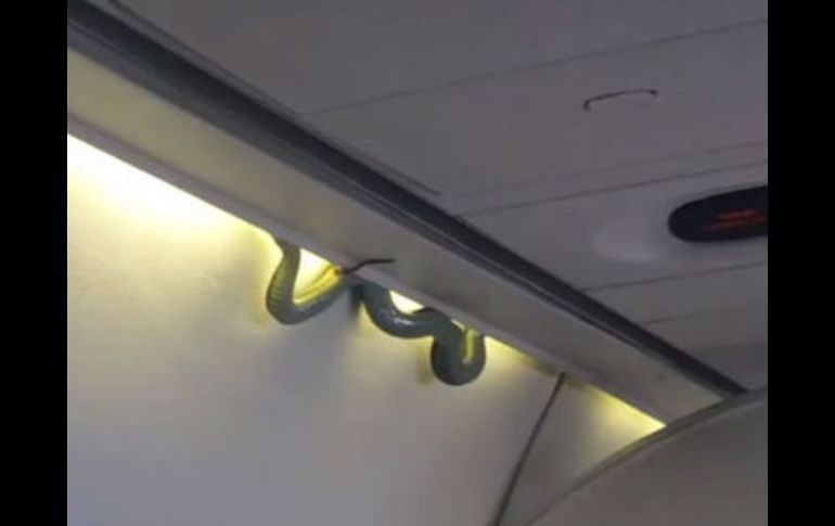 Aeroméxico informó este lunes del hallazgo de una pequeña serpiente a bordo de su vuelo AM 231. TWITTER / @Inda_medina