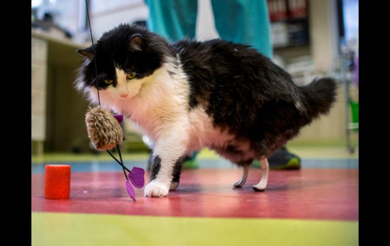 De pelo negro y blanco, hoy juega como cualquier gato de su edad con sus patas artificiales. AFP / N. Doychinov