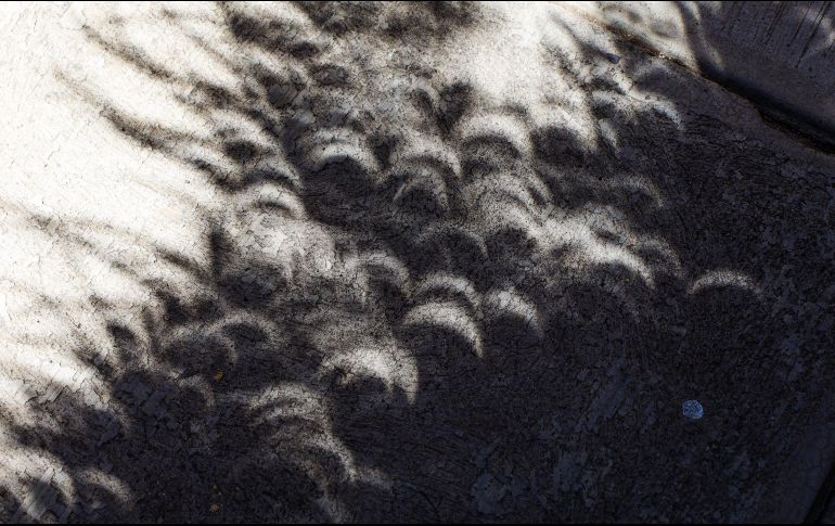 En las imágenes se ven como se forman medias lunas en las sombras de los árboles y esto se trata de un efecto óptico que sucede cuando la luz atraviesa un pequeño orificio. EL INFORMADOR/ A. Navarro.