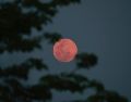 El término Luna Rosa proviene de tradiciones de los nativos americanos, quienes relacionaban esta fase lunar con la época del florecimiento del musgo rosa o Phlox subulata. AP / ARCHIVO