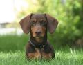 Los dachshunds son propensos a sufrir problemas de columna vertebral, especialmente la degeneración del disco intervertebral, que puede causar dolor y sufrimiento significativo. Pixabay