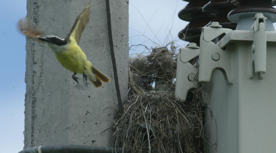 las aves expuestas al ruido del tráfico durante su periodo de incubación y recién salidas del nido sufren secuelas negativas el resto de su vida. EL INFORMADOR / ARCHIVO