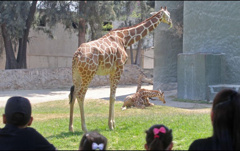 En el Zoológico de Guadalajara con la llegada de la nueva jirafita ahora hay 13 jirafas que puedes visitar.  EL INFORMADOR/ ARCHIVO.