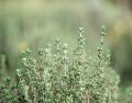 El tomillo es una hierba considerada como medicinal. Unsplash